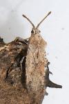 Tingidae