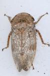 Cicadellidae