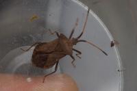 Coreus marginatus