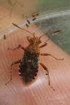 Rhopalus subrufus