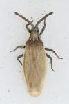 Catoplatus carthusianus