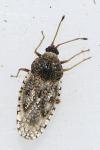 Dictyla nassata