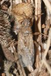 Nysius
