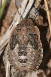 Sciocoris helferii