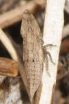 Eupelix cuspidata