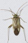 Adelphocoris lineolatus