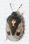 Crocistethus waltlianus