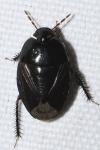 Macroscytus brunneus