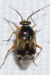 Deraeocoris serenus