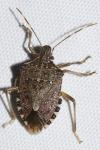 Halyomorpha halys