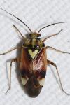 Lygus pratensis