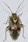 Lygus pratensis