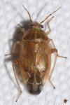 Agnocoris