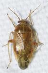 Agnocoris