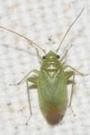 Orthotylini