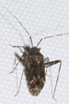 Phytocoris