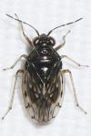 Saldidae