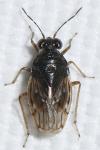 Saldidae