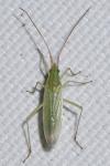 Trigonotylus