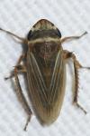 Cicadellidae
