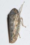 Cicadellidae