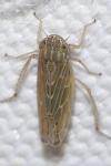 Cicadellidae