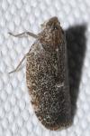 Cixidia