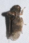 Ledra aurita
