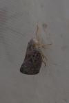 Metcalfa pruinosa