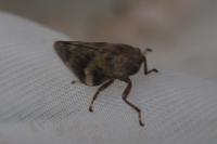 Aphrophora alni