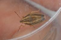 Aelia acuminata