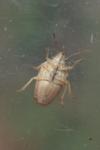 Aelia acuminata
