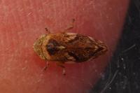 Philaenus spumarius