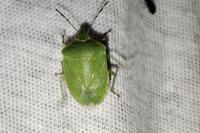 Nezara viridula