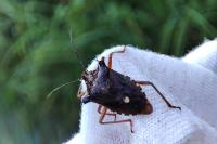 Pentatoma rufipes