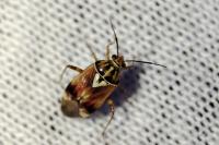 Lygus pratensis