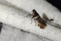Cixius nervosus
