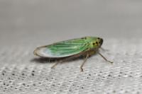 Cicadella viridis