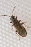Heterogaster artemisiae