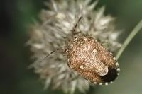 Staria lunata