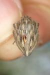 Odontotarsus robustus