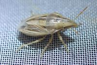 Aelia rostrata