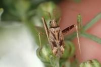 Phytocoris obliquus