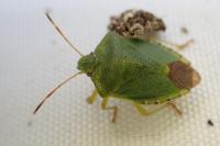Palomena prasina