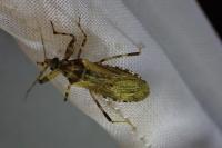 Oncocephalus squalidus