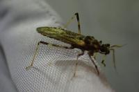 Oncocephalus squalidus