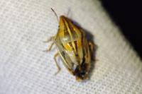 Aelia rostrata