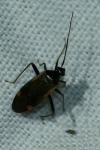 Adelphocoris seticornis