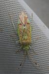Pantilius tunicatus