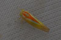 Alebra